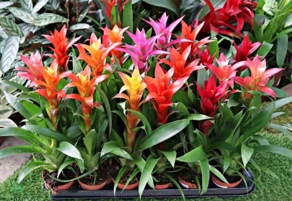 03-cay-du-muoi-1.jpg 1 cây dụ muỗi, sốt xuất huyết, Zika, viêm não Nhật Bản