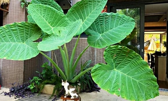 03-cay-du-muoi-1.jpg 2 cây dụ muỗi, sốt xuất huyết, Zika, viêm não Nhật Bản