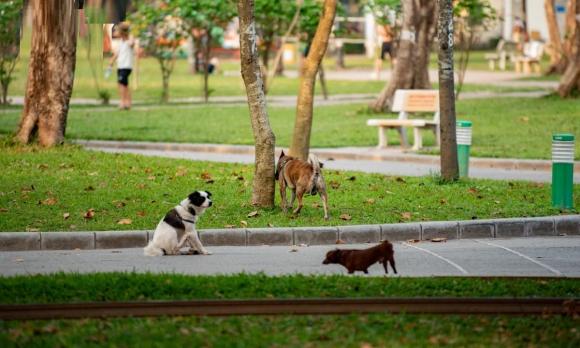 thả rông động vật nuôi ở nơi công cộng, quy định mới, kiến thức