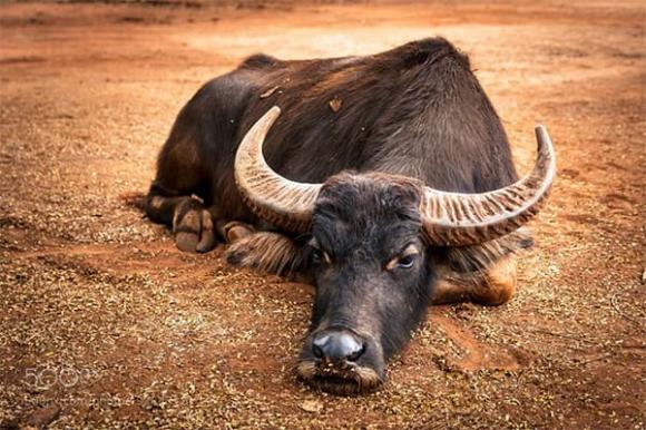 Tử vi, con giáp, tử vi hàng ngày, tử vi ngày 6/11/2025