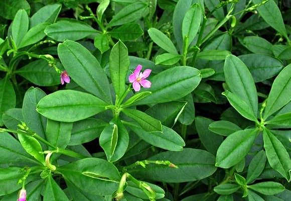 sâm đất, nhân sâm của người nghèo, 