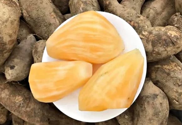 sâm đất, nhân sâm của người nghèo, 