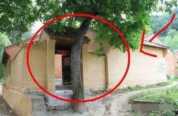 cay-truoc-nha.jpg 0 nhà phạm phong thuỷ