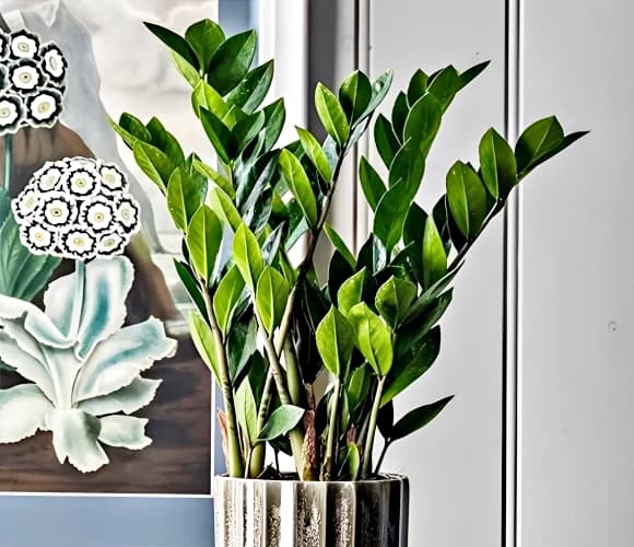 06-cay-kim-tien-1.jpg 1 Cây kim tiền, phong thủy, hợp mệnh, mệnh Kim, mệnh Thổ