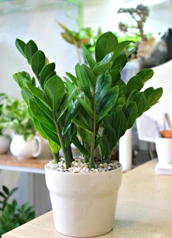 06-cay-kim-tien-1.jpg 2 Cây kim tiền, phong thủy, hợp mệnh, mệnh Kim, mệnh Thổ