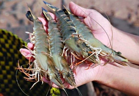 06-luoc-tom-1.jpg 0 luộc tôm, tôm luộc, mẹo hay, bí quyết luộc tôm