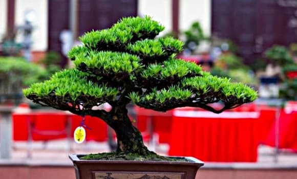 04-cay-canh-1.jpg 1 cây phong thủy, cây kim tiền, Lan quân tử, Tùng la hán, Ngũ gia bì