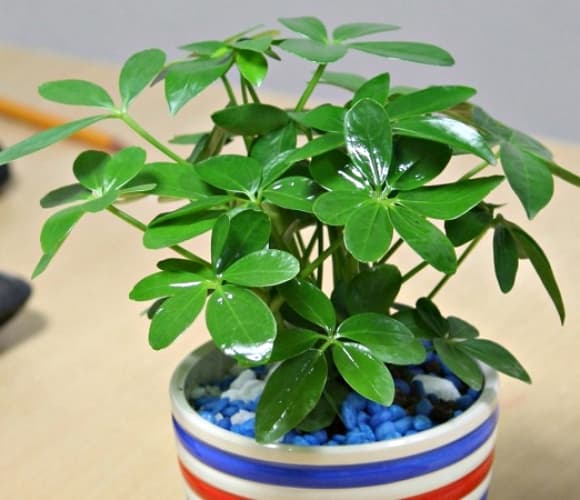 04-cay-canh-1.jpg 2 cây phong thủy, cây kim tiền, Lan quân tử, Tùng la hán, Ngũ gia bì