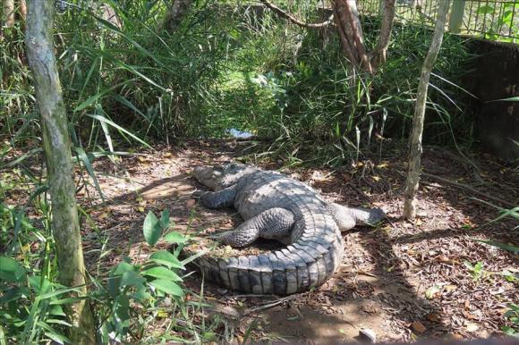 Khu du lịch sinh thái Sông Trẹm, du lịch rừng u minh