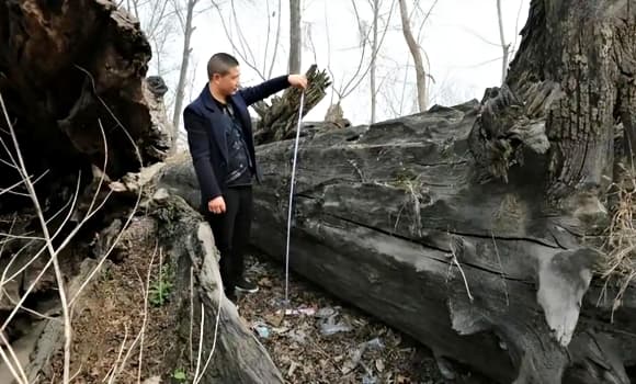 02-go-mun-1.jpg 3 gỗ mun, Gỗ quý, loại gỗ đen sì tỏa ra mùi thơm