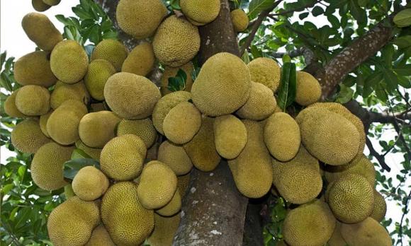 cây hốt lộc, phong thủy, nên trồng cây nào