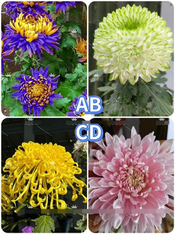 Trắc nghiệm tâm lý