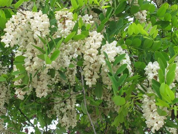 cây hốt lộc, phong thủy, nên trồng cây nào