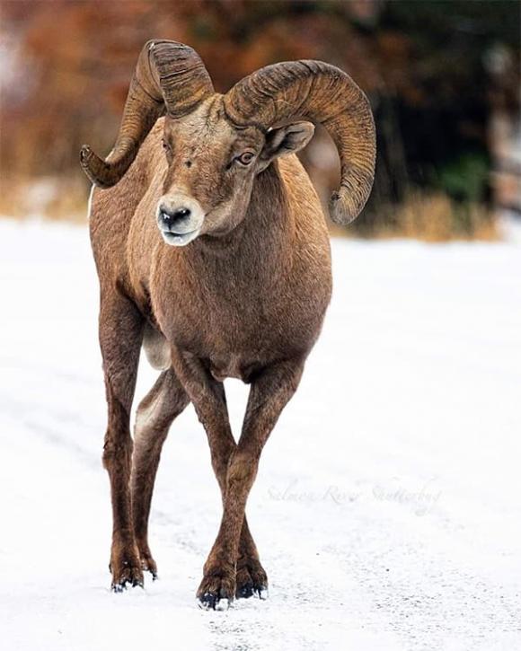 Tử vi, con giáp, tử vi hàng ngày, tử vi ngày 19/11/2025