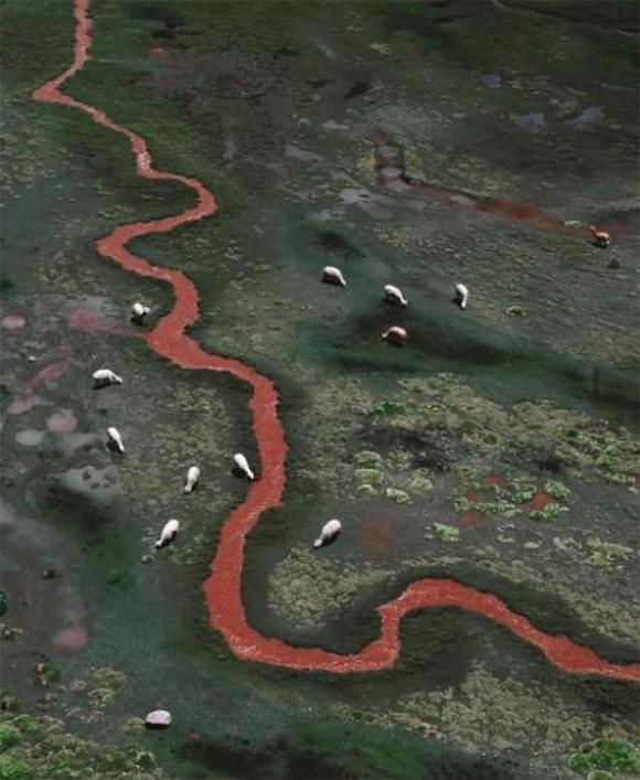 Red river, sông hồng, Palquella Pucamayu, sông đỏ như máu