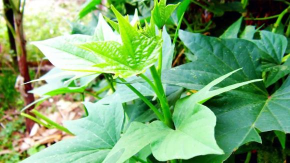 rau lang 0 rau lang, rau chống ung thư, kiến thức