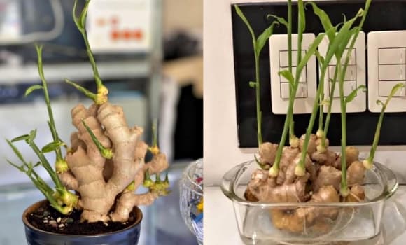 00-chau-gung-pơhong-thuy-4.jpg 0 gừng, phong thủy, trồng gừng phong thủy