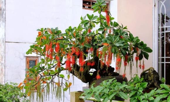 01-cay-loc-vung-2.jpg 0 cây lộc vừng, 2 mệnh thích hợp trồng cây lộc vừng, mệnh Mộc, mệnh Hỏa, ý nghĩa cây lộc vừng