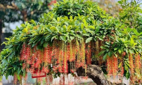 01-cay-loc-vung-2.jpg 1 cây lộc vừng, 2 mệnh thích hợp trồng cây lộc vừng, mệnh Mộc, mệnh Hỏa, ý nghĩa cây lộc vừng