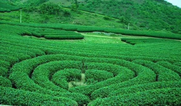 'Đà Lạt của miền Bắc' đang bước vào mùa hồng chín rực rỡ nhất trong năm, chỉ cách trung tâm Hà Nội 200km 0 Đà Lạt của miền Bắc, mộc châu