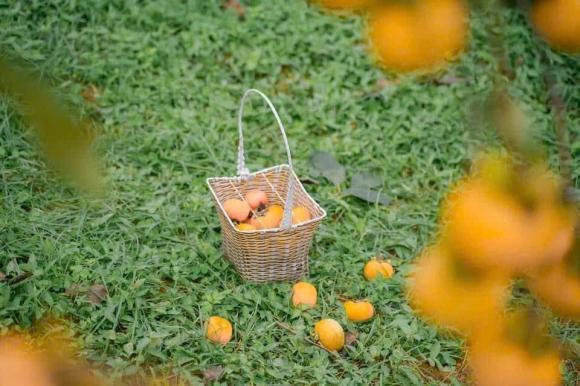 'Đà Lạt của miền Bắc' đang bước vào mùa hồng chín rực rỡ nhất trong năm, chỉ cách trung tâm Hà Nội 200km 5 Đà Lạt của miền Bắc, mộc châu