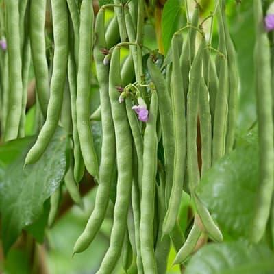 giá rau, rau tăng giá, kiến thức