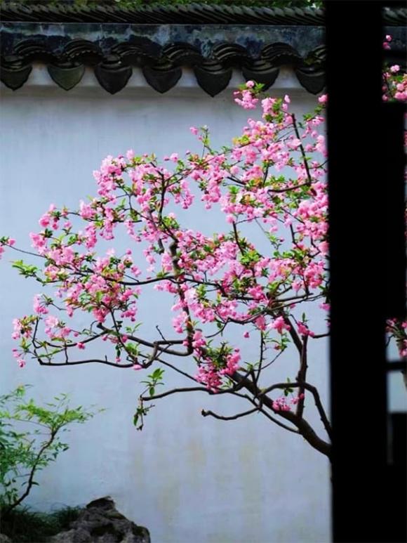 cây trồng sân vườn, cây phong thủy, cây trồng tăng vượng khí