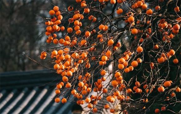 cây trồng sân vườn, cây phong thủy, cây trồng tăng vượng khí