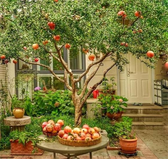 cây trồng sân vườn, cây phong thủy, cây trồng tăng vượng khí