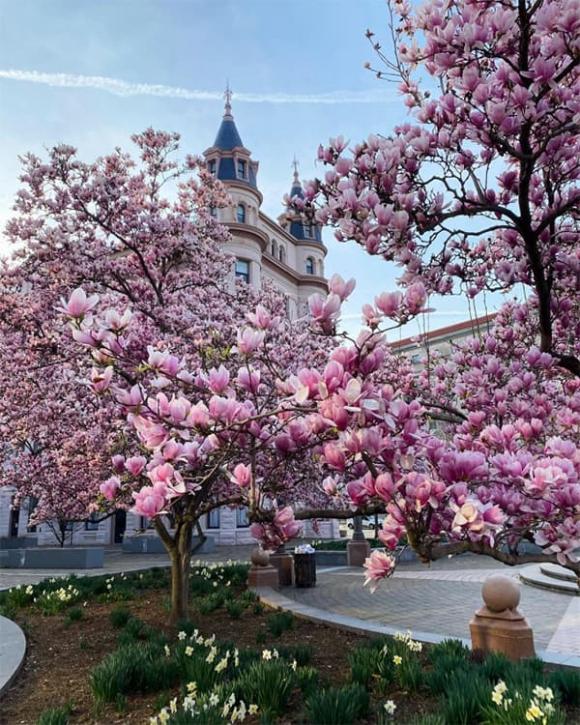 cây trồng sân vườn, cây phong thủy, cây trồng tăng vượng khí