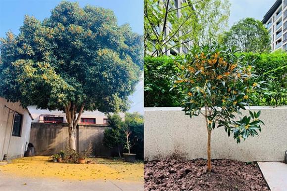 cây trồng sân vườn, cây phong thủy, cây trồng tăng vượng khí