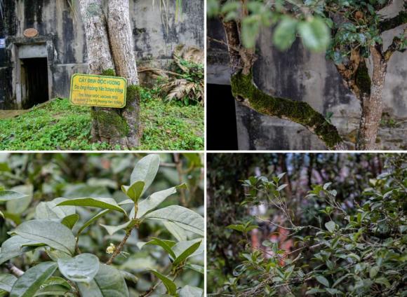 dinh thự Vua Mèo, Hoàng A Tưởng, nhà