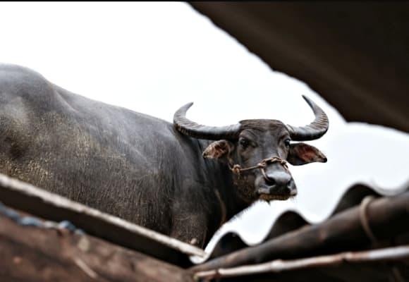 lũ lụt tại Đắk Lắk, thiệt hại do mưa lũ, lũ lụt miền Trung, mưa lũ miền trung