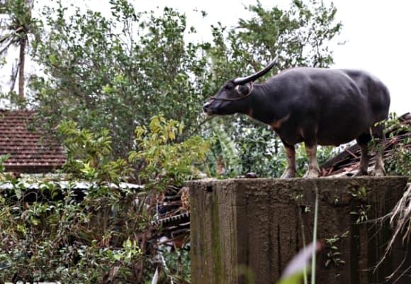 lũ lụt tại Đắk Lắk, thiệt hại do mưa lũ, lũ lụt miền Trung, mưa lũ miền trung