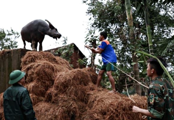 lũ lụt tại Đắk Lắk, thiệt hại do mưa lũ, lũ lụt miền Trung, mưa lũ miền trung