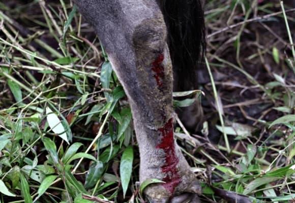 lũ lụt tại Đắk Lắk, thiệt hại do mưa lũ, lũ lụt miền Trung, mưa lũ miền trung