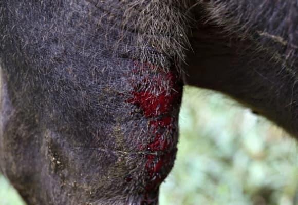 lũ lụt tại Đắk Lắk, thiệt hại do mưa lũ, lũ lụt miền Trung, mưa lũ miền trung