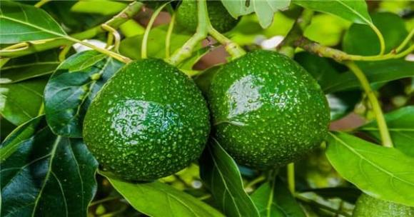 quả bơ, quả trồng nhiều ở Việt Nam, kiến thức