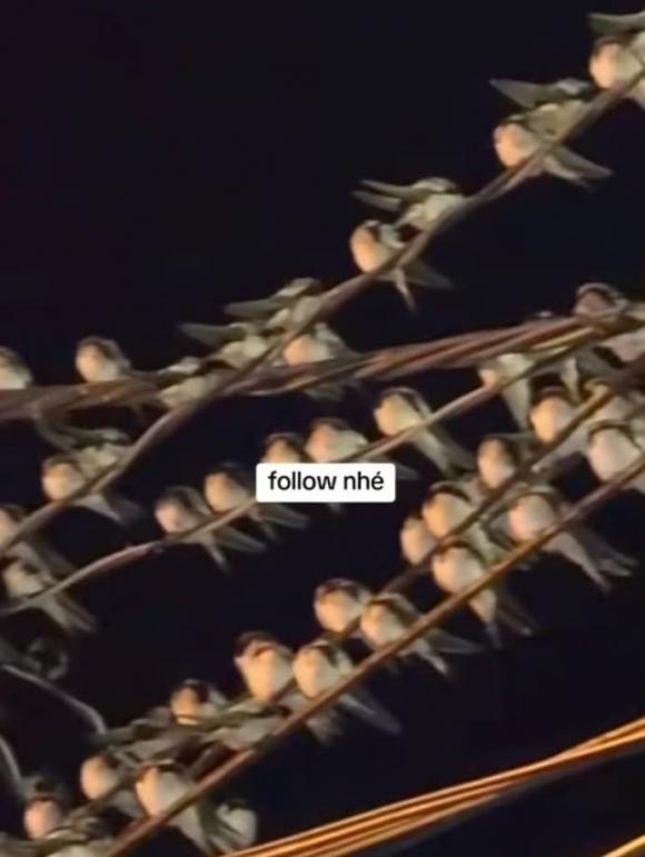 chim én, chim én đậu dây điện, kiến thức