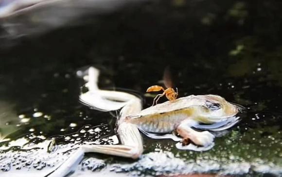 Quốc gia duy nhất thế giới sở hữu dòng sông sôi sùng sục, peru