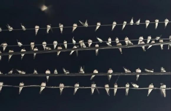 chim én, chim én đậu dây điện, kiến thức