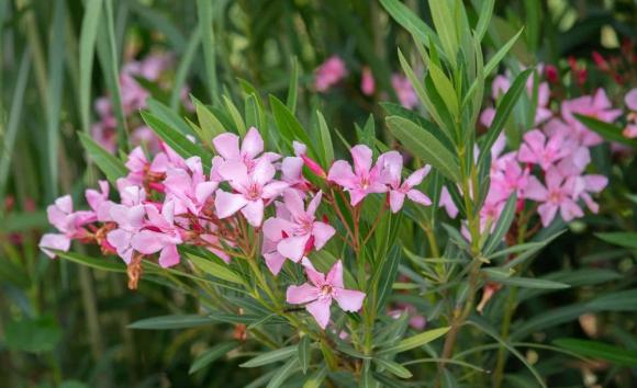 Cây phong thuỷ, cây xương rồng