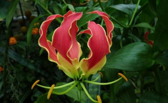 Cây phong thuỷ, cây xương rồng