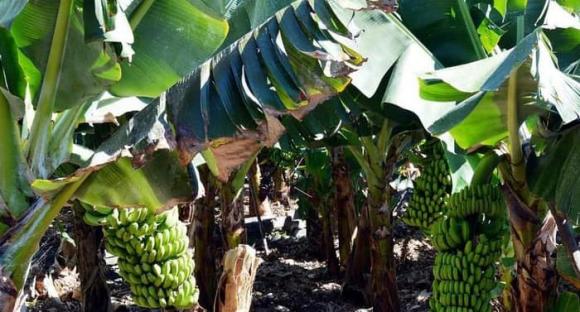 cay-chuoi.jpg 0 cây chuối, chặt chuối