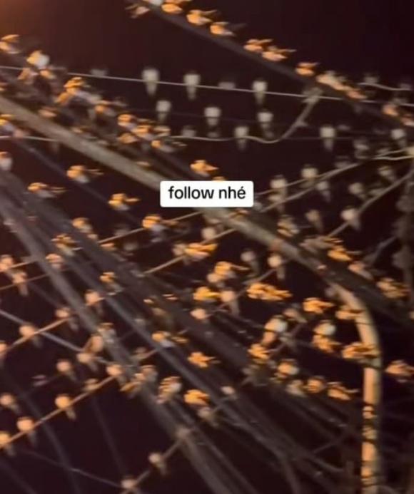 chim én, chim én đậu dây điện, kiến thức