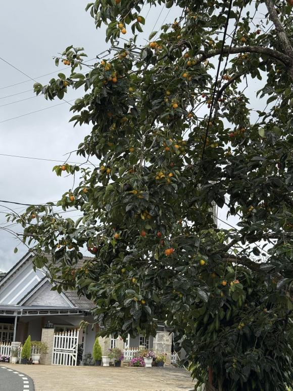 Tăng Thanh Hà, con dâu tỷ phú Johnathan Hạnh Nguyễn, kiến thức