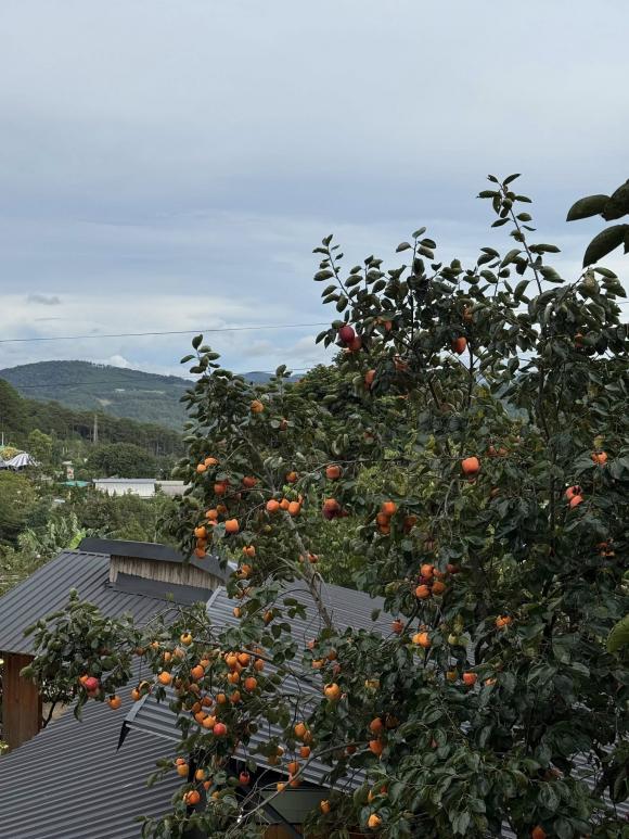 Tăng Thanh Hà, con dâu tỷ phú Johnathan Hạnh Nguyễn, kiến thức