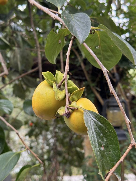 Tăng Thanh Hà, con dâu tỷ phú Johnathan Hạnh Nguyễn, kiến thức