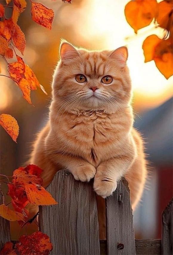 Tử vi, con giáp, tử vi hàng ngày, tử vi ngày 29/11/2025