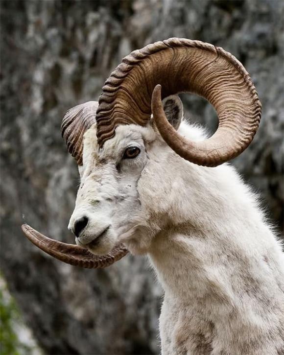 Tử vi, con giáp, tử vi hàng ngày, tử vi ngày 29/11/2025